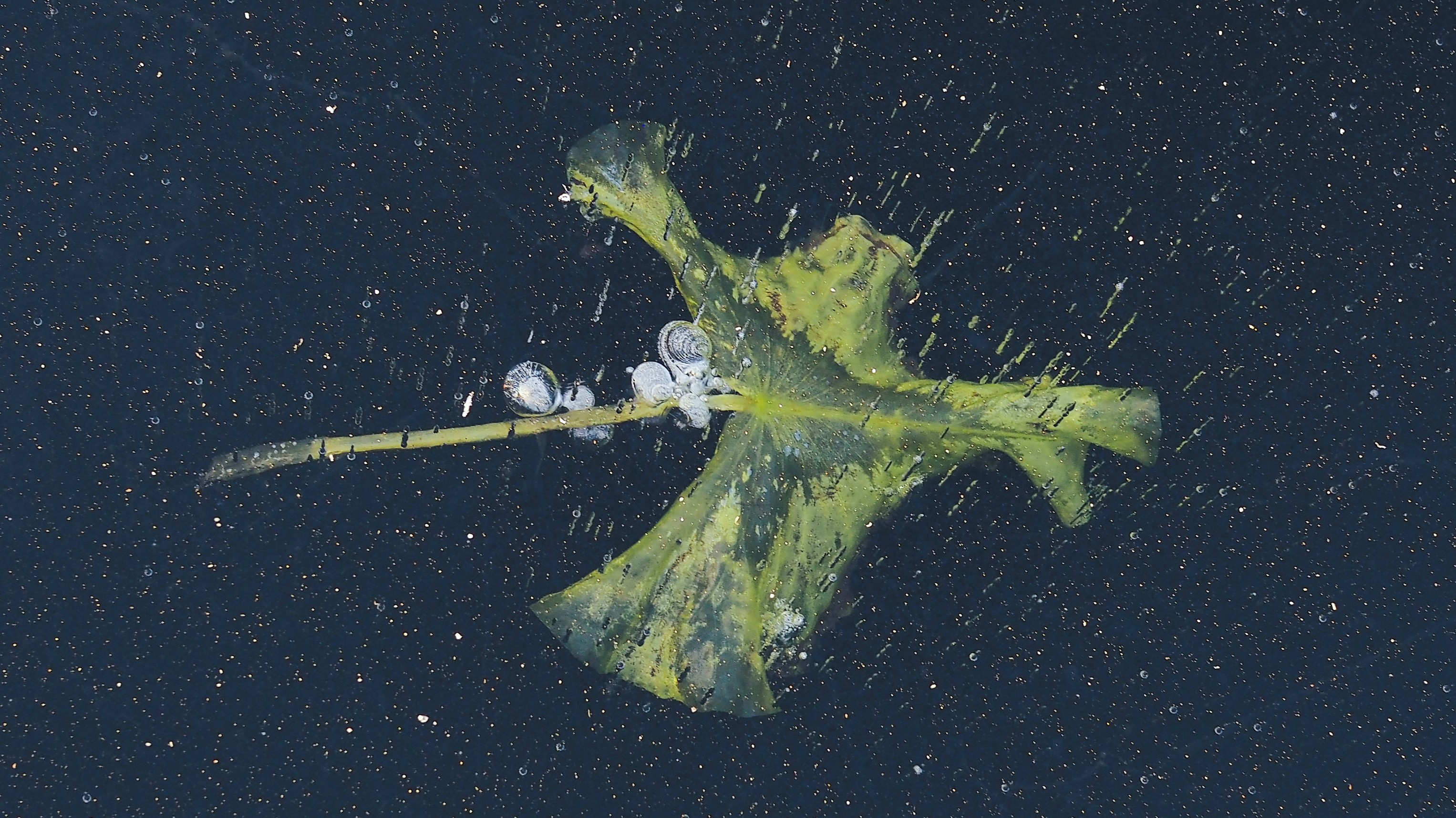 Slør 4